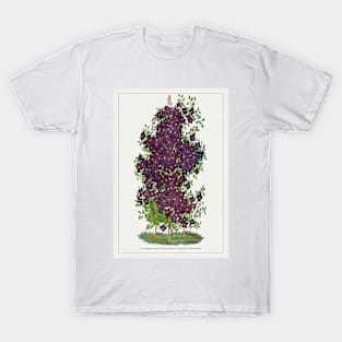 Clematis Flowers Lithograph (1900) T-Shirt